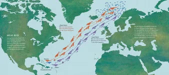 Die wunderbare Reise eines Wals- Magellan
